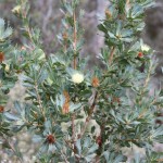 Wildflower garden - Paruna Sanctuary - Couch Honeypot (Dryandra nivea)