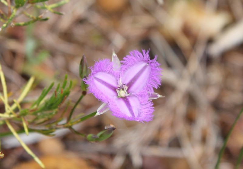 Wildflower garden - Paruna Sanctuary - Fringed Lily (Thysanotus sp)