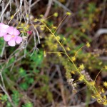 Wildflower garden - Paruna Sanctuary - Drosera sundew