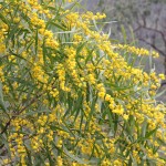 Wildflower garden - Paruna Sanctuary - Acacia