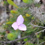Wildflower garden - Paruna Sanctuary - Purple flag flower
