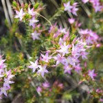 Wildflower garden - Paruna Sanctuary