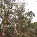Wildflower garden - Paruna Sanctuary - Powderbark wandoo (Eucalyptus accedens)