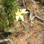 Wildflower garden - Paruna Sanctuary - Common cowslip orchid (Caladenia flava)