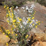 Wildflower garden - Paruna Sanctuary - Prickly Moses (Acacia pulchella) and Bearded Heath (Leucopogon polymorphus)