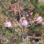 Wildflower garden - Paruna Sanctuary - Pink honeymyrtle (Melaleuca radula)