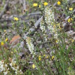 Wildflower garden - Paruna Sanctuary - Yellow Buttercups (Hibbertia sp.) and White candles (Stackhousia heugelii)
