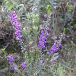 Wildflower garden - Paruna Sanctuary - Hovea pungens