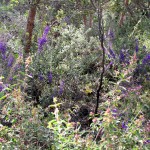 Wildflower garden - Paruna Sanctuary - Hovea