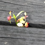 Wildflower garden - Paruna Sanctuary - Donkey orchid (Diuris corymbosa) poking through the boardwalk