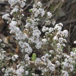 Wildflower garden - Paruna Sanctuary - Bearded Heath (Leucopogon polymorphus)